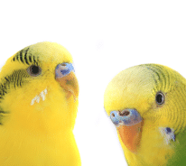 parrot
