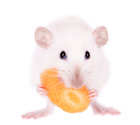 white mouse