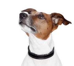dog looking upward