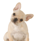 frenchie puppy