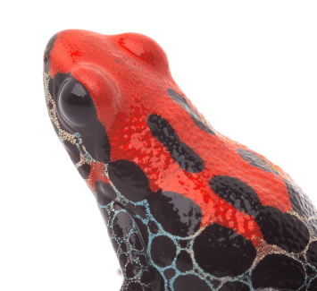red dart frog