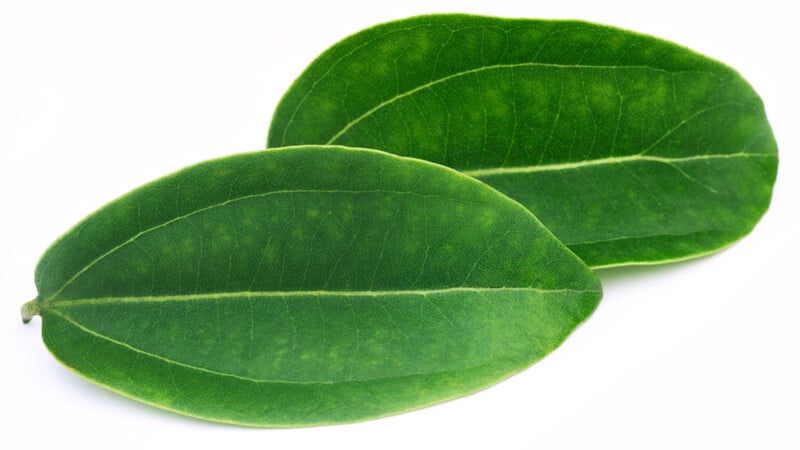 Cinnamon Leaf – animalEO